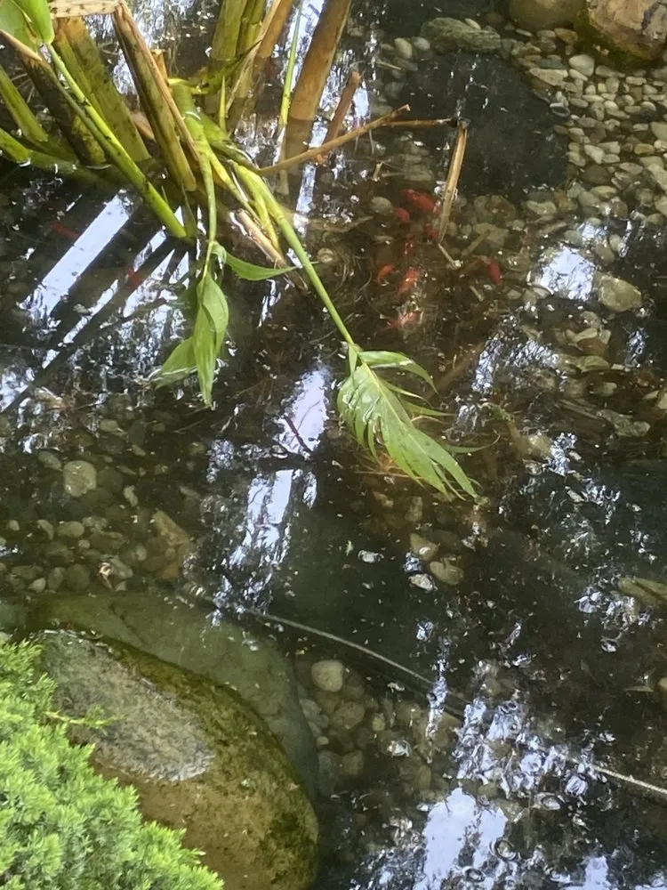 Trusted landscape design in Louisville, KY - Two Fish