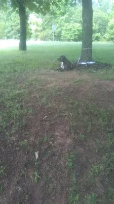 Two Gals and A Guy Logo