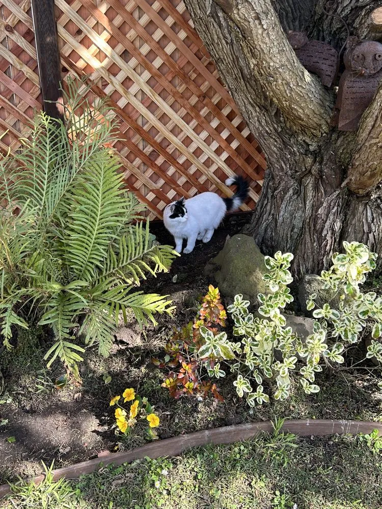 Local landscape installation for outdoor upgrades across Daly City, CA - Two Generations Landscaping