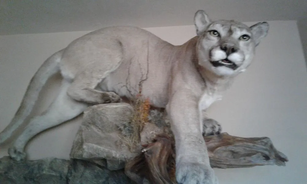 Expert landscape design near you across Albuquerque, NM - Two Guys & A Dolly