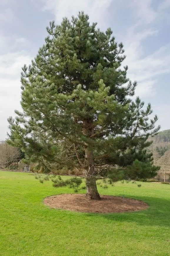 Trusted garden landscaping in Show Low, AZ by Two Horses Landscaping