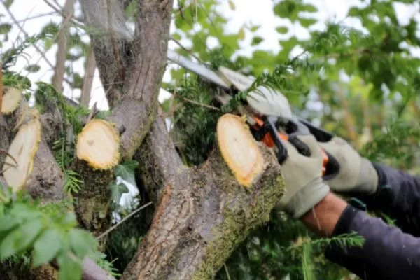 Trusted garden landscaping in Show Low, AZ - Two Horses Landscaping