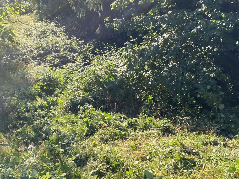 Top-rated landscaping services for homes in Snohomish, WA by Two monkeys