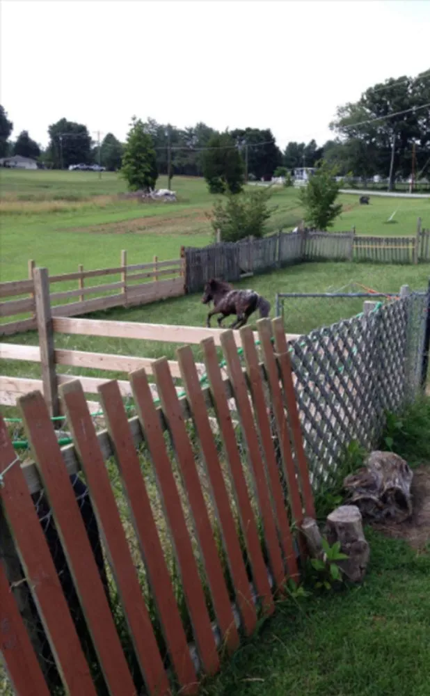 Custom yard cleanup service in Spotsylvania Courthouse, VA by Two Mules Construction