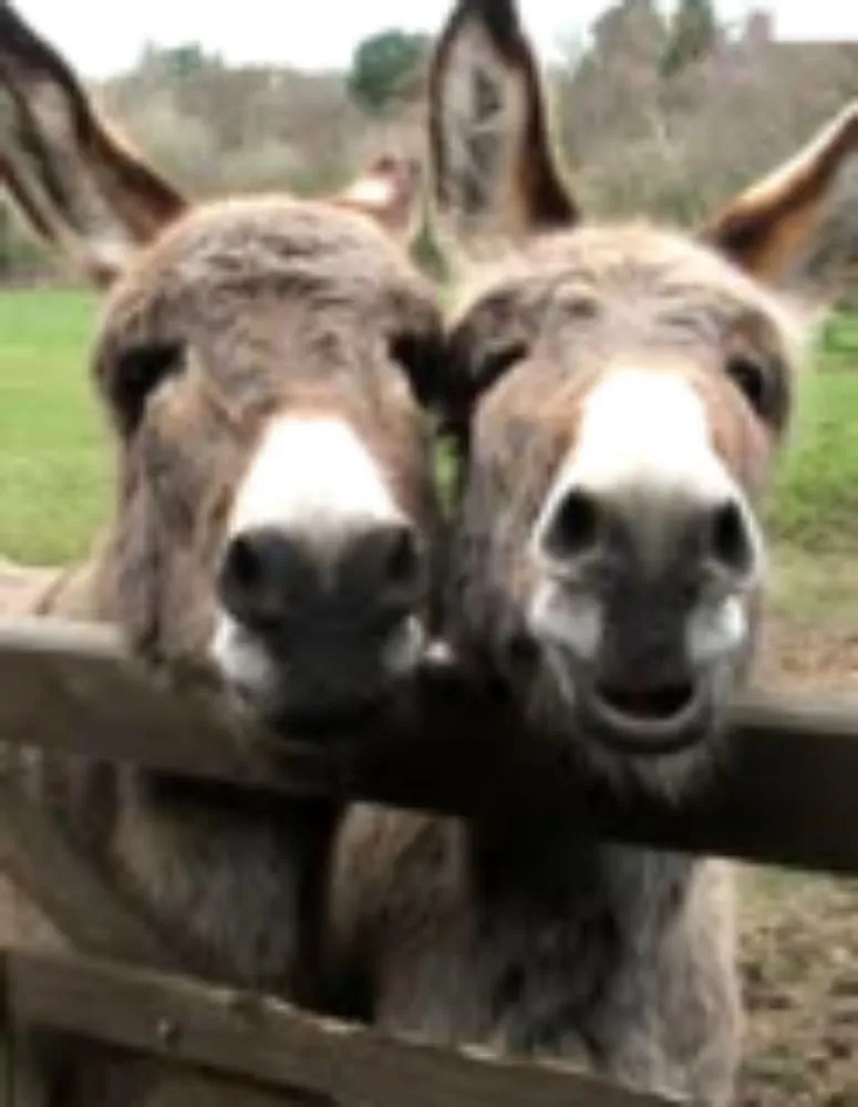 Trusted landscape installation near you across Spotsylvania Courthouse, VA - Two Mules Construction