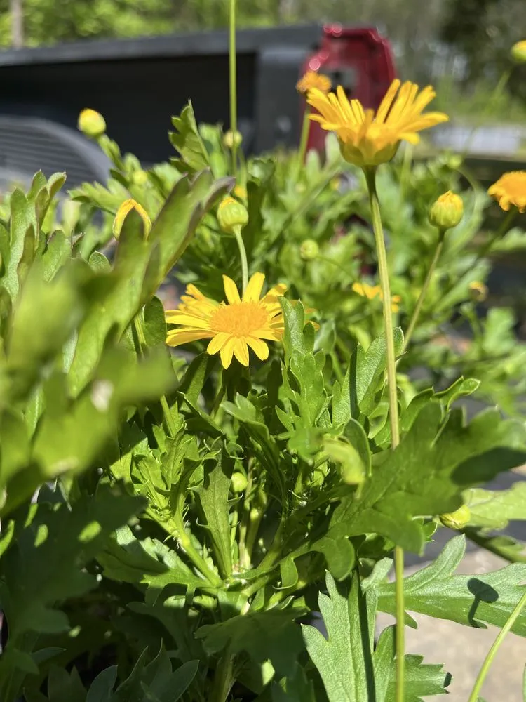 Reliable garden landscaping experts serving Ruffin, SC - Two Oaks Nursery & Landscaping