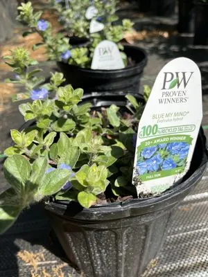 Two Oaks Nursery & Landscaping