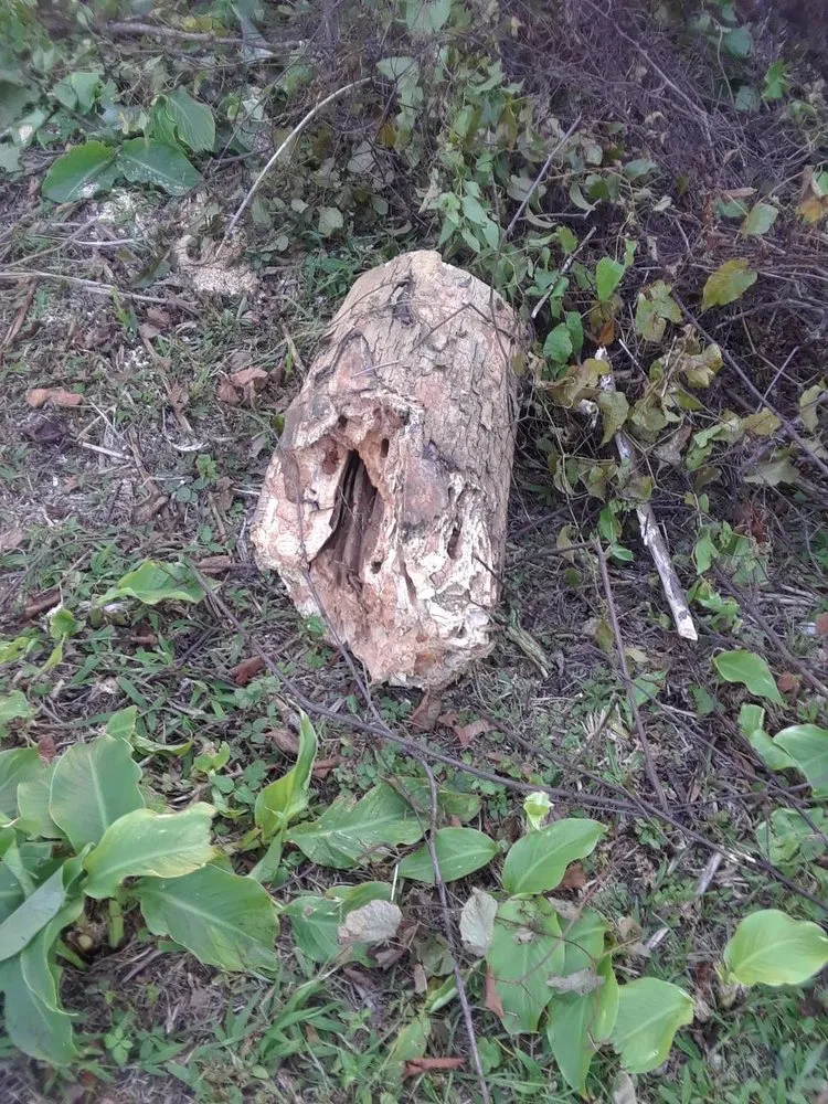 Professional yard cleanup service experts serving Harvey, LA - Two Old Guys Lawn & Property Care