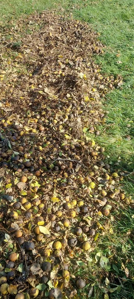 Local landscape design experts serving Mason, OH - Two O's Home Improvement