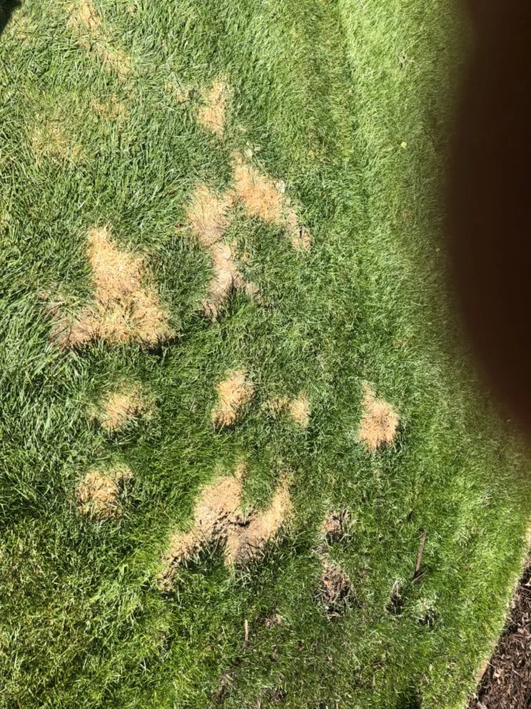 Local yard cleanup service experts serving Eau Claire, WI - Two Rivers Lawn & Landscape