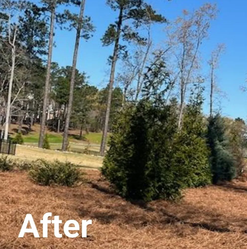 Custom landscaping services for year-round maintenance in Elgin, SC by Two Teens And A Truck