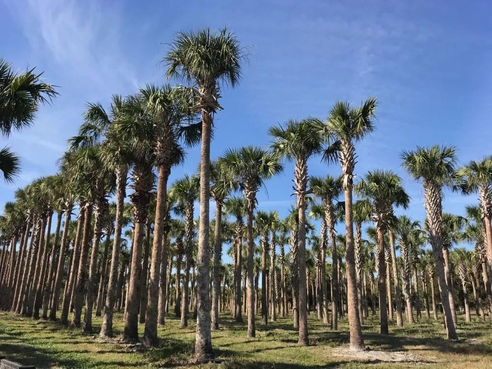 Expert garden landscaping experts serving Irving, TX - TWP