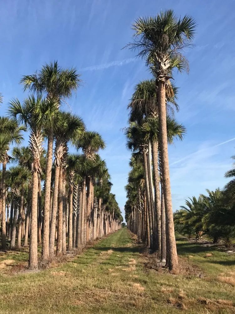 Reliable lawn care service experts serving Irving, TX - TWP