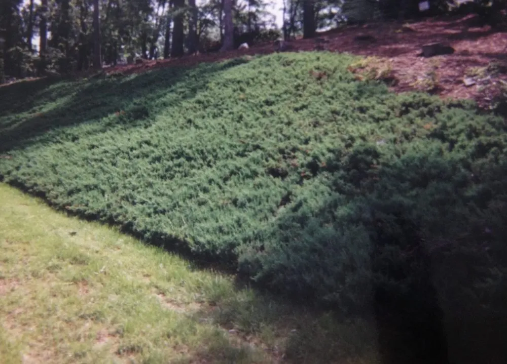 Professional lawn mowing service experts serving Asheboro, NC - T.W.'s Lawn Service and Landscaping