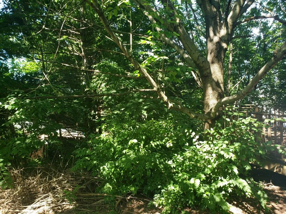 Reliable yard cleanup service for beautiful yards in Franklin, OH by Tye's Cutting Edge