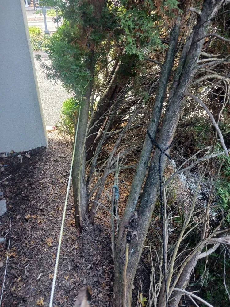 Affordable lawn mowing service experts serving Garfield, NJ - Tyken