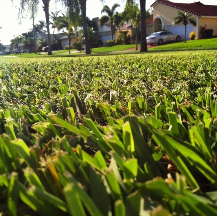 Local outdoor landscaping in Hollywood, FL by Tyler Costa's Lawn Care