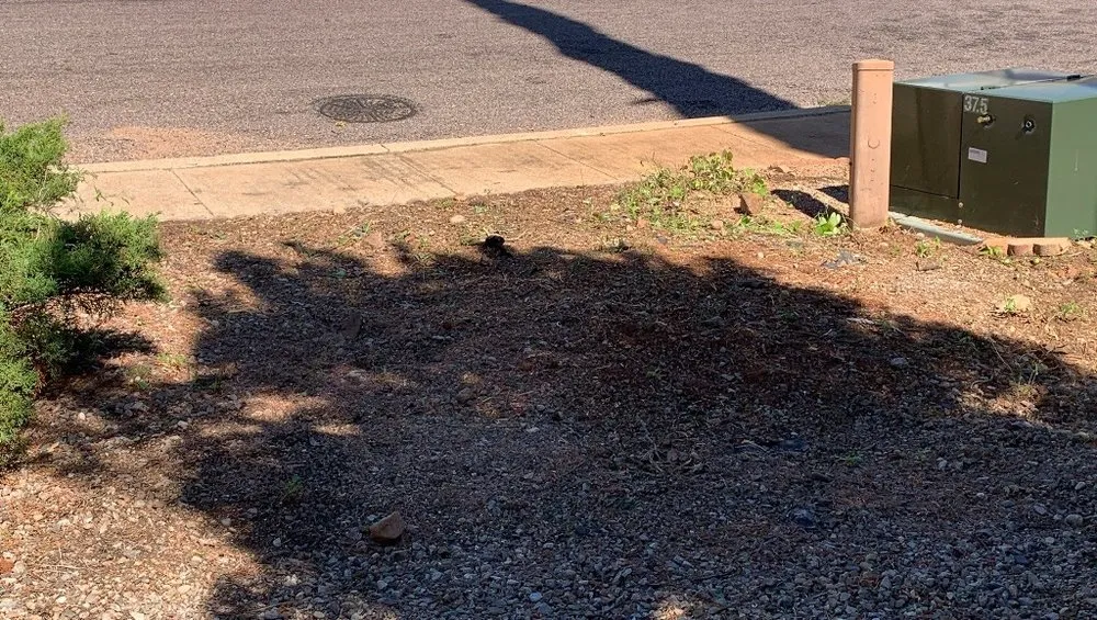 Custom lawn mowing service for beautiful yards across Sierra Vista, AZ - Tyler's Yard, Tree, & Landscaping Services