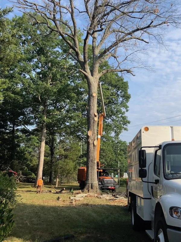 Professional landscape design with custom design across Snow Camp, NC - Tyndall Lawn and Tree