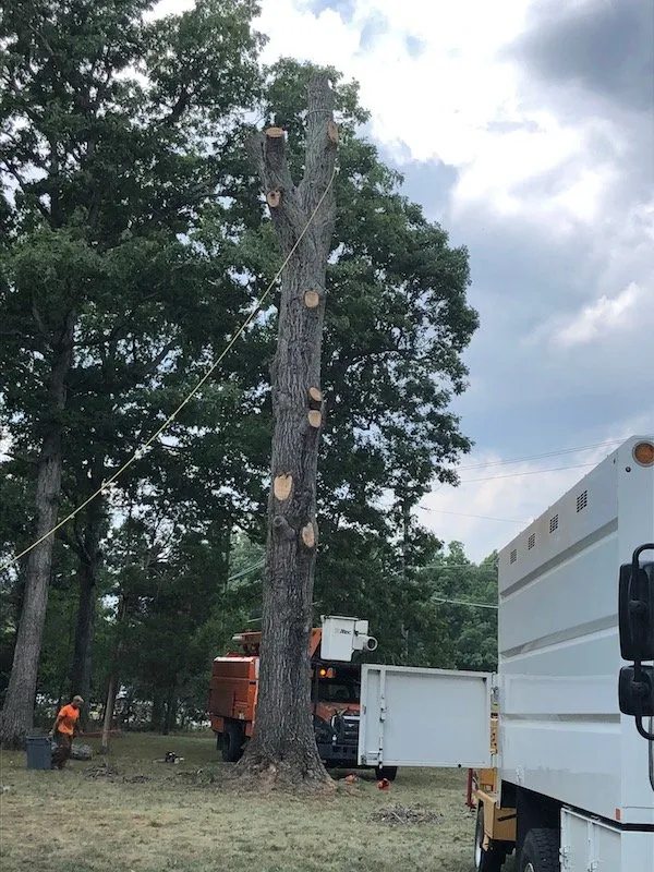 Expert landscape design for outdoor upgrades across Snow Camp, NC - Tyndall Lawn and Tree
