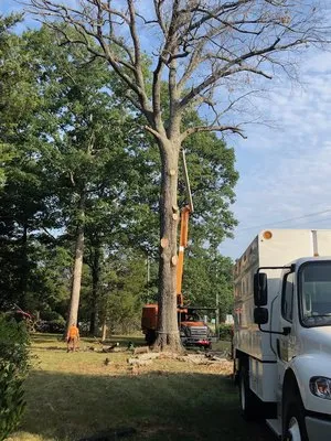 Tyndall Lawn and Tree Logo