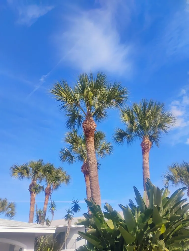 Custom yard maintenance experts serving Melbourne, FL - Ty's Landscaping