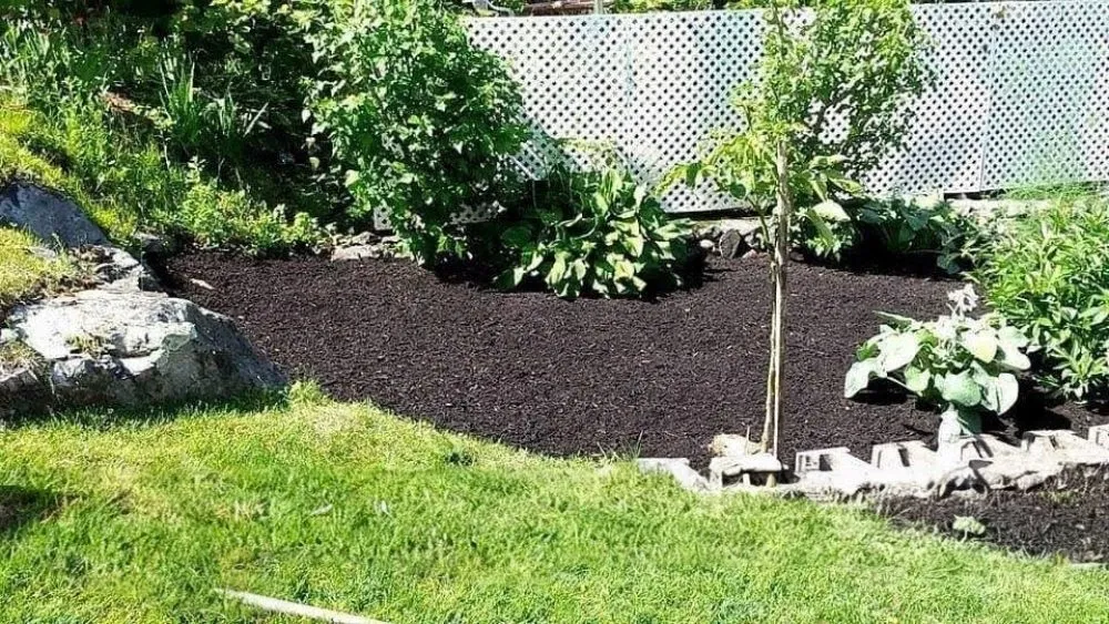 Reliable lawn mowing service in Melbourne, FL by Ty's Landscaping