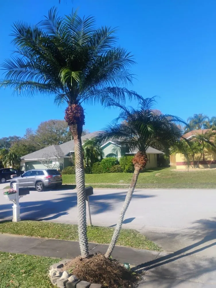 Top-rated yard cleanup service for beautiful yards in Melbourne, FL by Ty's Landscaping