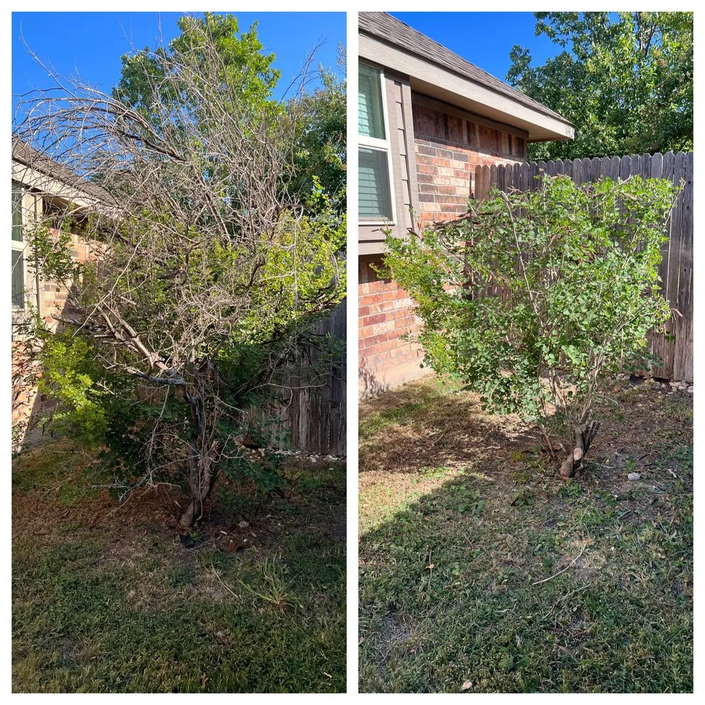 Custom lawn care service for homes across Hutto, TX - Tyson's Mow and More