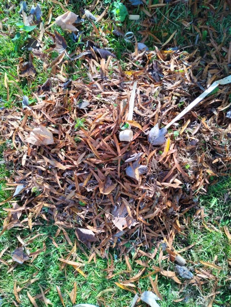 Reliable lawn mowing service experts serving Zebulon, NC - Tysons's Cuts & Services