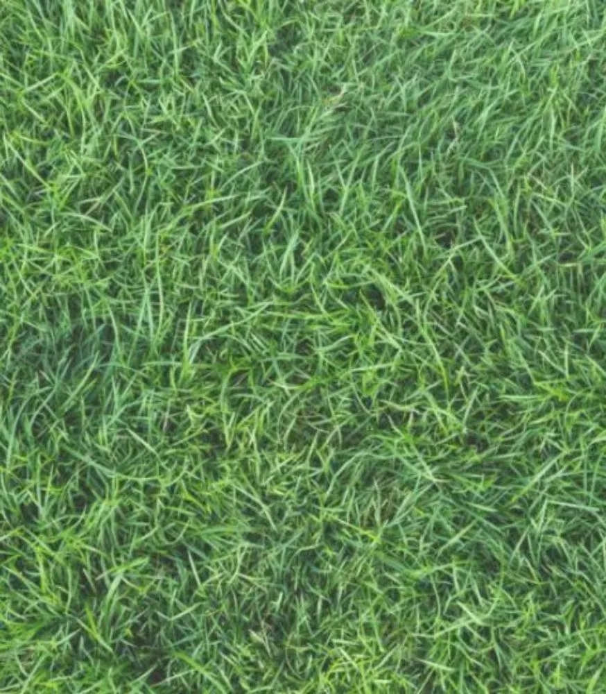 Professional yard cleanup service in Toledo, OH by T&Z Landscaping Service