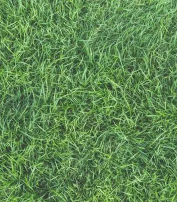 T&Z Landscaping Service Logo