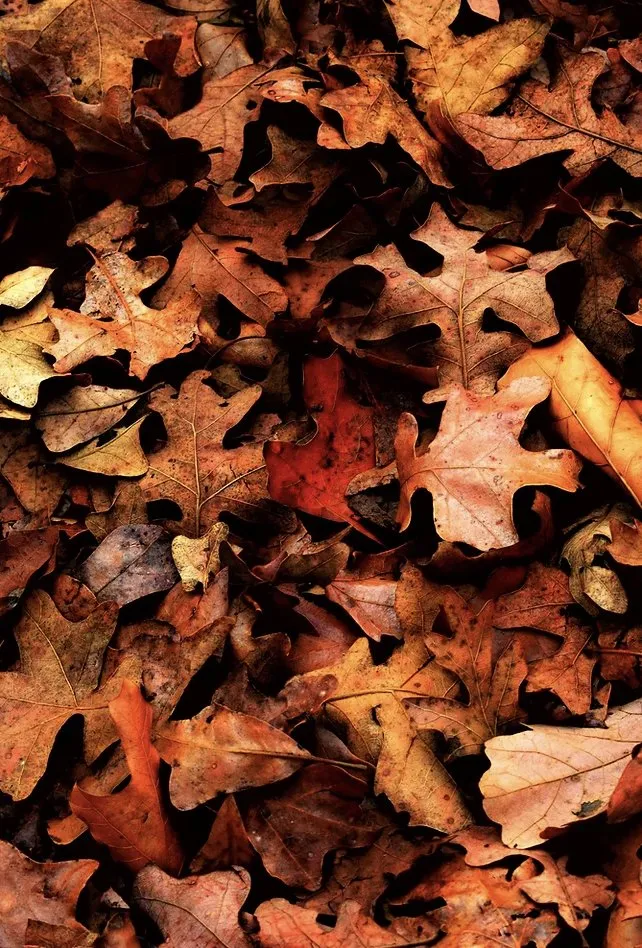 Professional landscaping services in Batavia, OH - T&Z Lawn Care Company