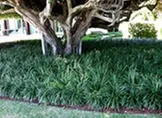 Trusted garden landscaping with custom design across Miami, FL - U Bug me Pest Control