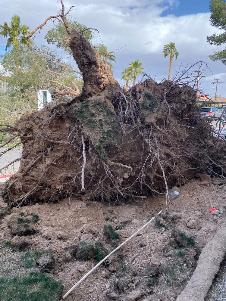 Local residential landscaping in Las Vegas, NV - ​U S Lawns - ​Las Vegas