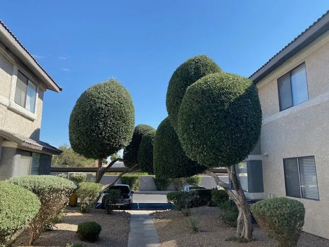 Local lawn mowing service in Las Vegas, NV - ​U S Lawns - ​Las Vegas