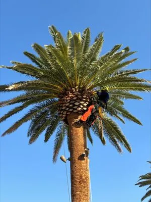 ​U S Lawns - ​Las Vegas Logo