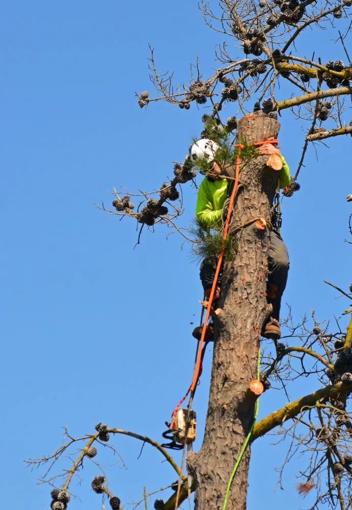 Trusted yard cleanup service experts serving Richmond, CA - Ubaldino Tree Service