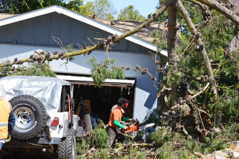 Reliable landscaping services in Richmond, CA by Ubaldino Tree Service