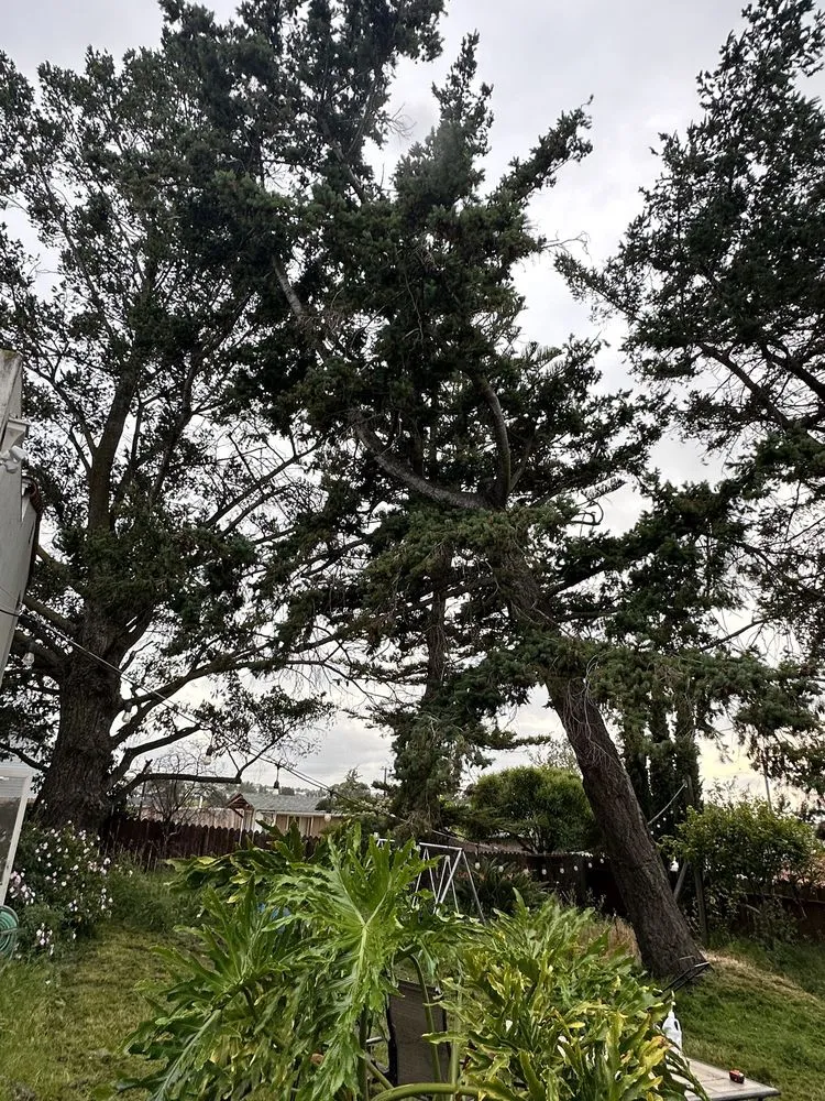 Affordable yard maintenance for year-round maintenance across Richmond, CA - Ubaldino Tree Service