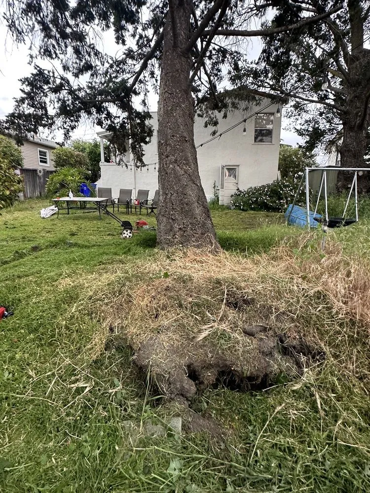 Top-rated outdoor landscaping for residential properties in Richmond, CA by Ubaldino Tree Service