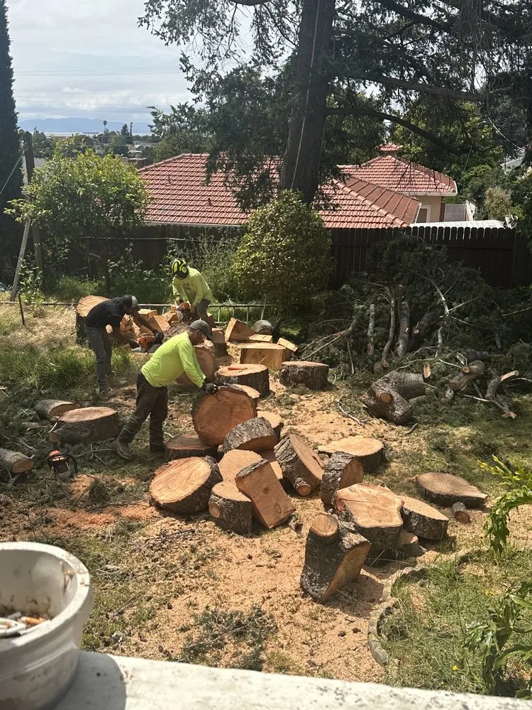 Local residential landscaping in Richmond, CA - Ubaldino Tree Service
