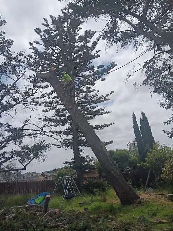 Local yard maintenance for beautiful yards in Richmond, CA by Ubaldino Tree Service