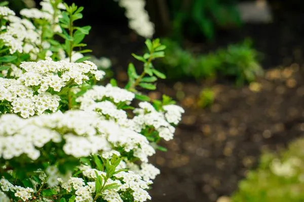 Uber Lawns & Landscape