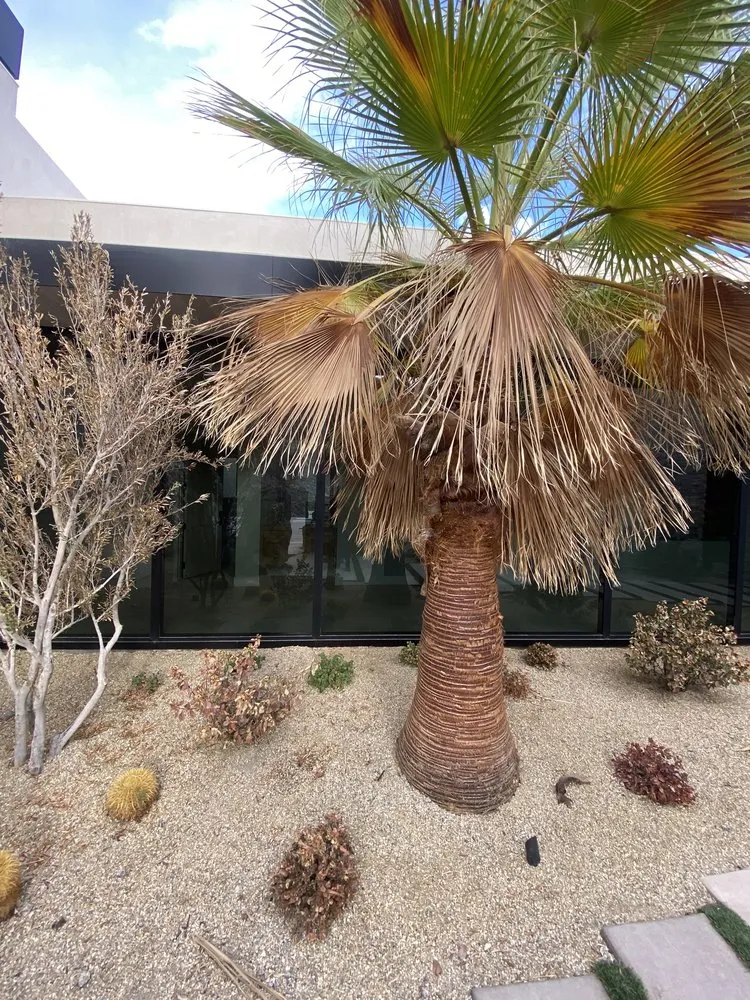 Top-rated lawn care service in Indio, CA by UDesign Landscape