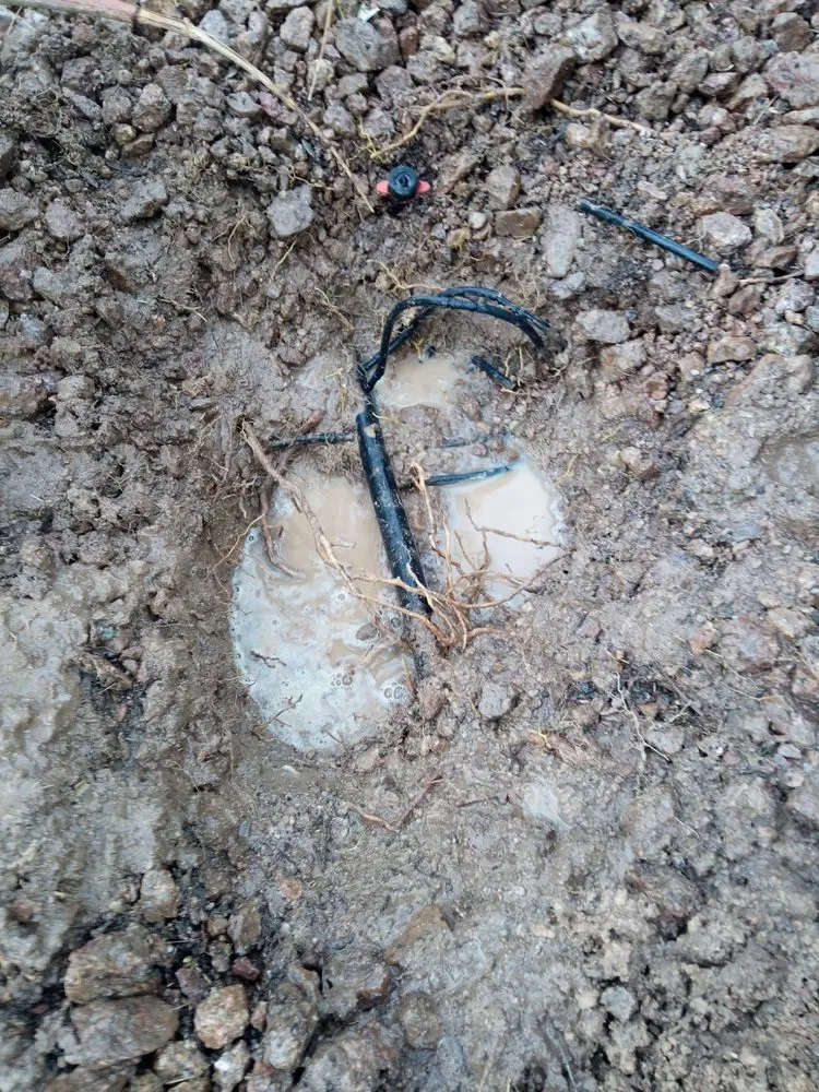 Professional garden landscaping for homes across Las Vegas, NV - Ugarte Landscapes & Irrigation Repair