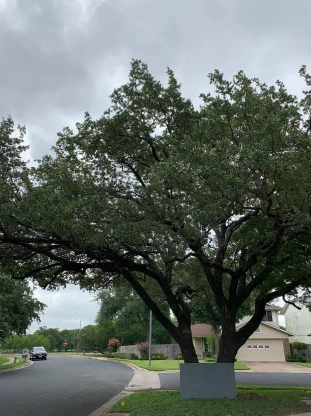Custom outdoor landscaping for outdoor upgrades across Pflugerville, TX - Ugarte Tree Service