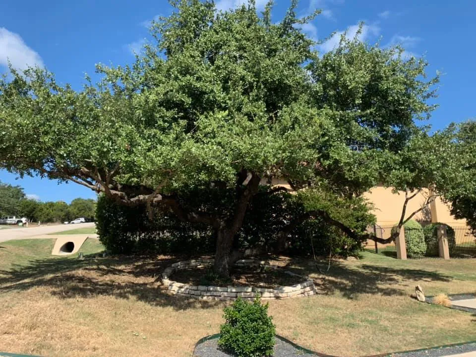 Expert landscape installation in Pflugerville, TX by Ugarte Tree Service