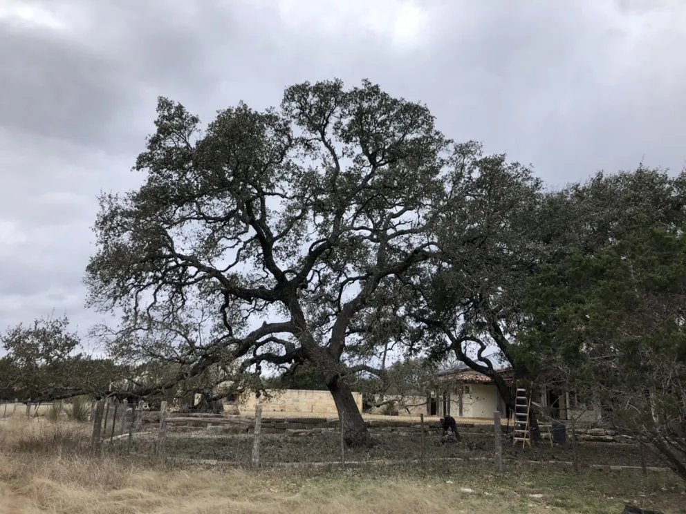 Top-rated residential landscaping experts serving San Antonio, TX - UHL Arbor Care