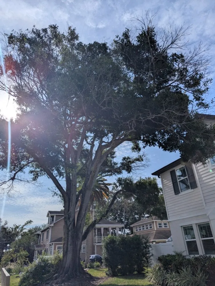 Affordable garden landscaping in Zephyrhills, FL by UK Trees